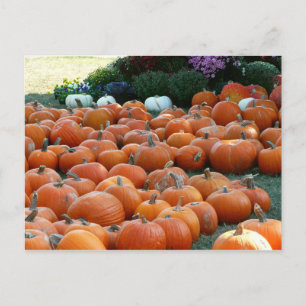 Pompoenen en Mums Herfst Oogst Fotografie Briefkaart