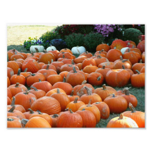 Pompoenen en Mums Herfst Oogst Fotografie Foto Afdruk