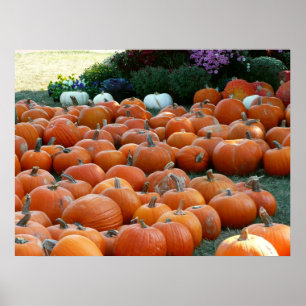 Pompoenen en Mums Herfst Oogst Fotografie Poster