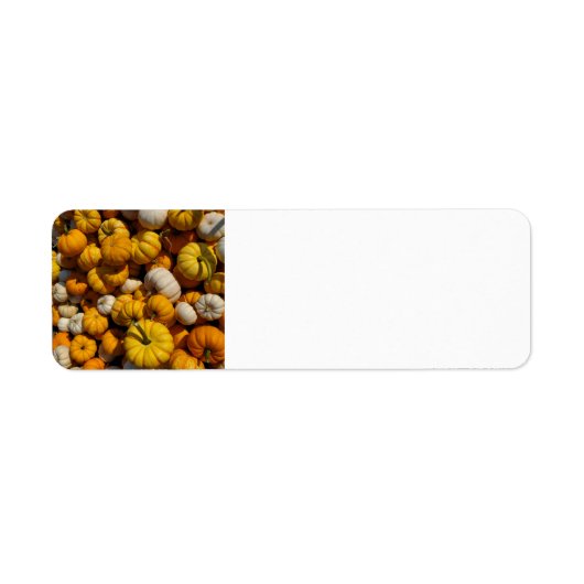 Pompoenen Etiket (Voorkant)