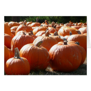 Pompoenen Foto voor Herfst, Halloween of Thanksgiv