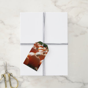 Pompoenen Foto voor Herfst, Halloween of Thanksgiv Cadeaulabel