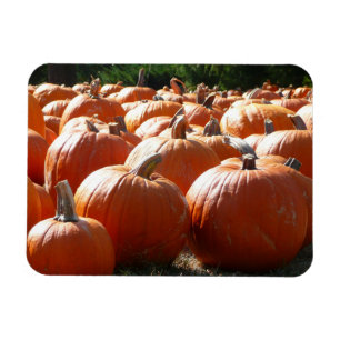 Pompoenen Foto voor Herfst, Halloween of Thanksgiv Magneet