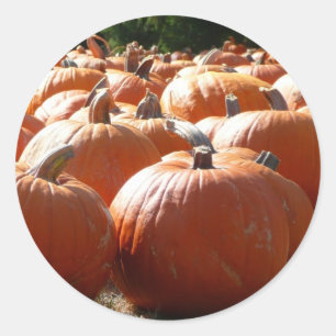 Pompoenen Foto voor Herfst, Halloween of Thanksgiv Ronde Sticker
