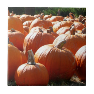 Pompoenen Foto voor Herfst, Halloween of Thanksgiv Tegeltje