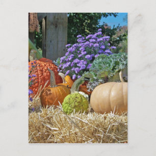 Pompoenen Herfst Herfst Paarse Bloemen Vrede Liefd Briefkaart