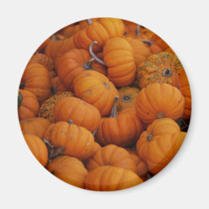 pompoenen magneet