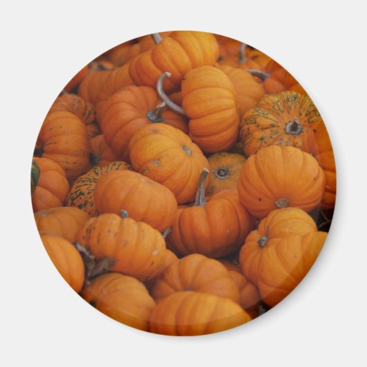 pompoenen magneet (Voorkant)