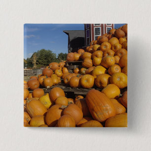 Pompoenen op boerderij in de herfst bij Concord, Vierkante Button 5,1 Cm
