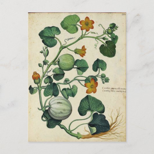 Pompoenen Squash  Botanische Print Briefkaart (Voorkant)