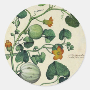 Pompoenen Squash  Botanische Print Ronde Sticker