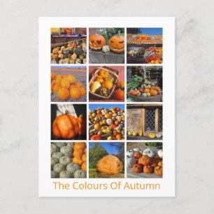 Pompoenen, Squashes En Pompoenen Briefkaart