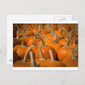 Pompoenplukken Briefkaart (Voorkant / Achterkant)