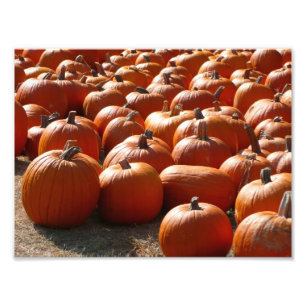 Pompoenveld Herfst Oogst Fotografie Foto Afdruk