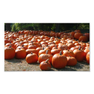 Pompoenveld Herfst Oogst Fotografie Foto Afdruk