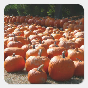 Pompoenveld Herfst Oogst Fotografie Vierkante Sticker