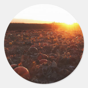 Pompoenveld Zonsondergang B Ronde Sticker