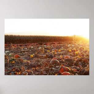Pompoenveld Zonsondergang C Poster