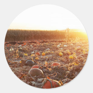Pompoenveld Zonsondergang C Ronde Sticker