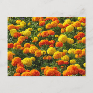 Pompom Chrysanthemums, Roath Park, Cardiff, Wales. Briefkaart