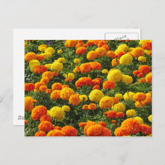 Pompom Chrysanthemums, Roath Park, Cardiff, Wales. Briefkaart (Voorkant / Achterkant)