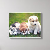 Pomsky puppies Canvas (Voorkant)