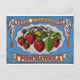 Ponchatoula, LA Aardbeien Briefkaart