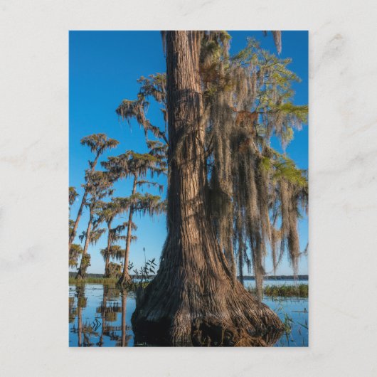 Pond Cypress-boom in een moeras Briefkaart (Voorkant)