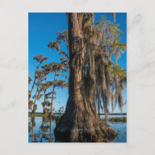 Pond Cypress-boom in een moeras Briefkaart