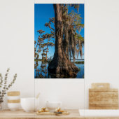 Pond Cypress-boom in een moeras Poster (Keuken)
