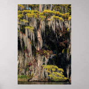 Pond Cypress in overstroomde moeras Poster