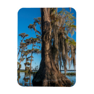 Pond Cypress Tree in een moeras Magneet