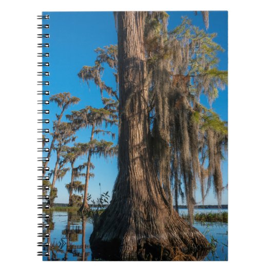 Pond Cypress Tree in een moeras Notitieboek (Voorkant)
