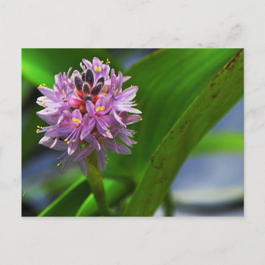 Pond Flower Briefkaart (Voorkant)