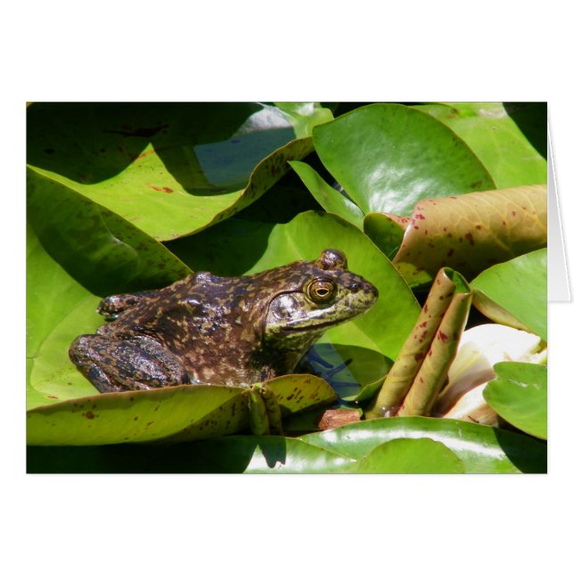 Pond Frog Card (Voorkant Horizontaal)