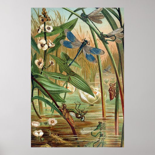 Pond Life Poster (Voorkant)