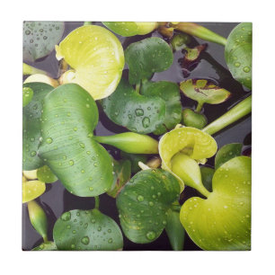 Pond Plant in de supermarkt Tegeltje