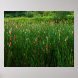 Pond van fluffy Cattails Orton-effect Poster