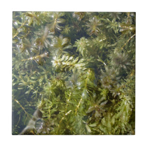 Pond Weed (of "Lush Pond Plantlife") Tegeltje