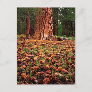Ponderosa-boom met pijnbomen briefkaart
