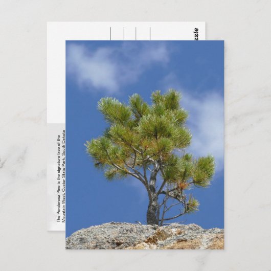 Ponderosa Pine Tree, Custer, SD - Briefkaart (Voorkant / Achterkant)