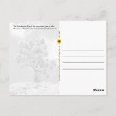 Ponderosa Pine Tree, Custer, SD - Briefkaart (Achterkant)