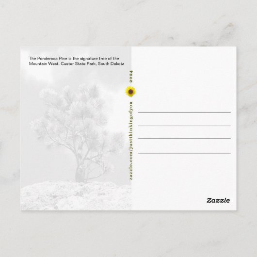 Ponderosa Pine Tree, Custer, SD - Briefkaart (Achterkant)