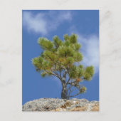Ponderosa Pine Tree, Custer, SD - Briefkaart (Voorkant)