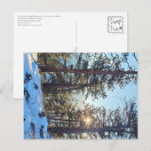 Ponderosa Shine Colorado Carte postale (Devant / Derrière)