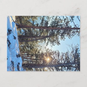 Ponderosa Shine Colorado Carte postale