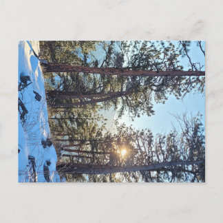 Ponderosa Shine Colorado Carte postale