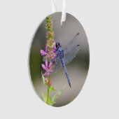 Pondhawk oriental (devant)