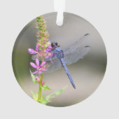 Pondhawk oriental (dos)