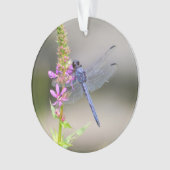 Pondhawk oriental (devant)